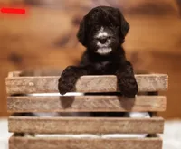 Banana , a male Goldendoodle and Poodle - Standard  for sale in Ewing, KY – 1 of 2
