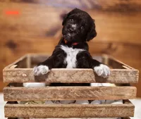 Choco, a male Goldendoodle and Poodle - Standard  for sale in Ewing, KY – 2 of 2