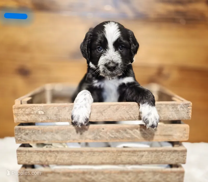 Blue – Goldendoodle, Poodle - Standard  puppy for sale in Ewing, KY