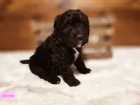 Mila, a female Goldendoodle and Poodle - Standard  for sale in Ewing, KY – 2 of 2