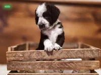 zuku, a male Goldendoodle and Poodle - Standard  for sale in Ewing, KY – 2 of 2