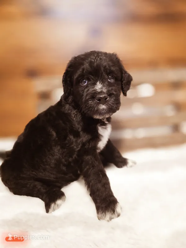 Choco – Goldendoodle, Poodle - Standard  puppy for sale in Ewing, KY
