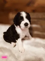 Princess, a female Goldendoodle and Poodle - Standard  for sale in Ewing, KY – 2 of 2