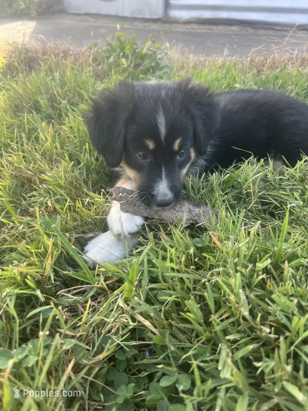 Skye – Miniature American Shepherd puppy for sale in Louisville, IL