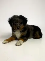 Blue Merle Male, a male Toy Australian Shepherd for sale in La Salle, CO – 2 of 4