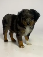 Blue Merle Male, a male Toy Australian Shepherd for sale in La Salle, CO – 3 of 4