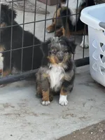 Blue Merle Male, a male Toy Australian Shepherd for sale in La Salle, CO – 4 of 4