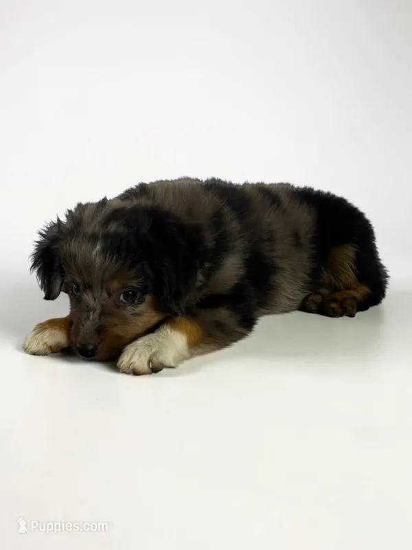 Blue Merle Male – Toy Australian Shepherd puppy for sale in La Salle, CO