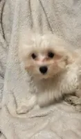 Cream A, a male Maltipoo for sale in Satellite Beach, FL – 2 of 2