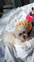 Cream A, a male Maltipoo for sale in Satellite Beach, FL – 1 of 2