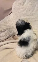 Party A, a female Maltipoo for sale in Satellite Beach, FL – 2 of 2