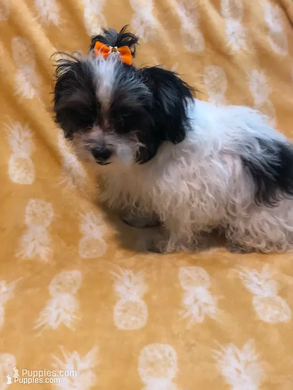 Party A – Maltipoo puppy for sale in Satellite Beach, FL