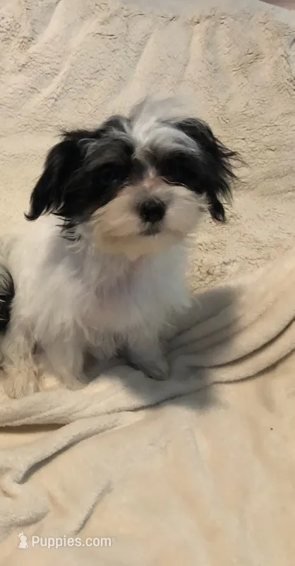 Party A – Maltipoo puppy for sale in Satellite Beach, FL