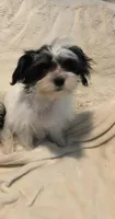Party A, a female Maltipoo for sale in Satellite Beach, FL – 1 of 2