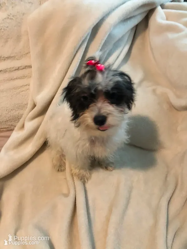 Party A – Maltipoo puppy for sale in Satellite Beach, FL