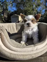 Diamond, a male Yorkshire Terrier for sale in Spring Hill, FL – Photo 4 of 6