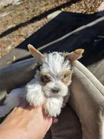 Diamond, a male Yorkshire Terrier for sale in Spring Hill, FL – Photo 3 of 6