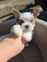 Diamond, a male Yorkshire Terrier for sale in Spring Hill, FL – Photo 1 of 6