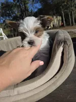 Diamond, a male Yorkshire Terrier for sale in Spring Hill, FL – Photo 2 of 6