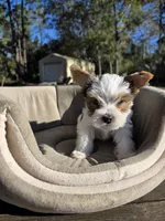 Diamond, a male Yorkshire Terrier for sale in Spring Hill, FL – Photo 5 of 6