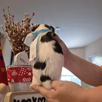 Snow, a male Yorkshire Terrier for sale in Spring Hill, FL – Photo 2 of 7