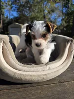 Snow, a male Yorkshire Terrier for sale in Spring Hill, FL – Photo 5 of 6