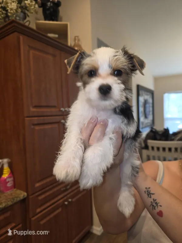 Snow – Yorkshire Terrier puppy for sale in Spring Hill, FL