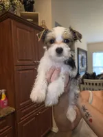 Snow, a male Yorkshire Terrier for sale in Spring Hill, FL – Photo 1 of 6