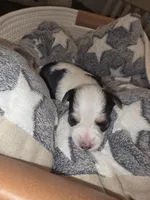 Baby Boy, a male Yorkshire Terrier for sale in Spring Hill, FL – Photo 4 of 5