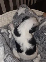 Baby Boy, a male Yorkshire Terrier for sale in Spring Hill, FL – Photo 3 of 5