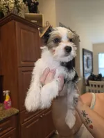 Snow, a male Yorkshire Terrier for sale in Spring Hill, FL – Photo 2 of 6