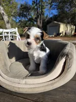 Snow, a male Yorkshire Terrier for sale in Spring Hill, FL – Photo 4 of 6