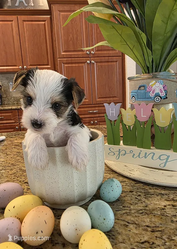 Snow – Yorkshire Terrier puppy for sale in Spring Hill, FL