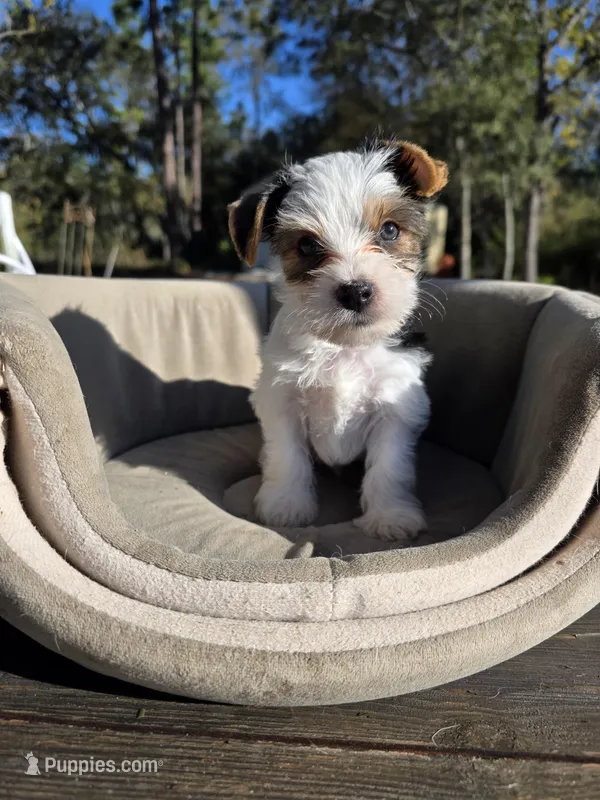 Snow – Yorkshire Terrier puppy for sale in Spring Hill, FL