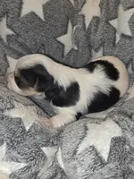 Baby Boy, a male Yorkshire Terrier for sale in Spring Hill, FL – Photo 2 of 5