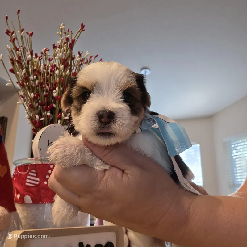 Snow, a male Yorkshire Terrier for sale in Spring Hill, FL – Photo 1 of 7