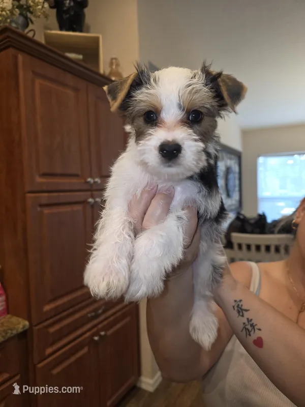 Snow – Yorkshire Terrier puppy for sale in Spring Hill, FL