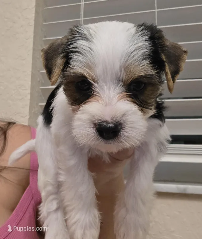 Snow – Yorkshire Terrier puppy for sale in Spring Hill, FL