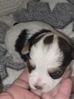 Baby Boy, a male Yorkshire Terrier for sale in Spring Hill, FL – Photo 1 of 4