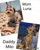 Baby Boy, a male Yorkshire Terrier for sale in Spring Hill, FL – Photo 4 of 4