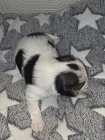 Baby Boy, a male Yorkshire Terrier for sale in Spring Hill, FL – Photo 3 of 4