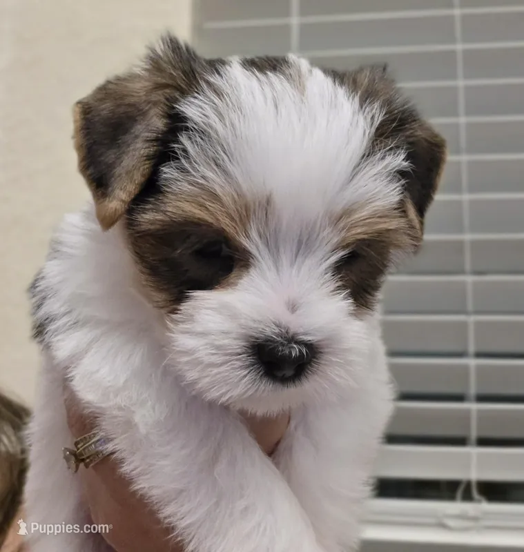 Diamond – Yorkshire Terrier puppy for sale in Spring Hill, FL