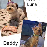 Coco, a male Yorkshire Terrier for sale in Spring Hill, FL – Photo 6 of 6