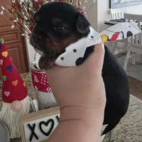 Coco, a male Yorkshire Terrier for sale in Spring Hill, FL – Photo 5 of 6