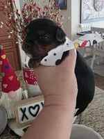 Baby Boy, a male Yorkshire Terrier for sale in Spring Hill, FL – Photo 3 of 5