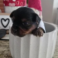 Coco, a male Yorkshire Terrier for sale in Spring Hill, FL – Photo 3 of 6