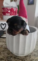 Baby Boy, a male Yorkshire Terrier for sale in Spring Hill, FL – Photo 1 of 5