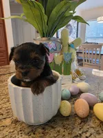 Rocky, a male Yorkshire Terrier for sale in Spring Hill, FL – Photo 2 of 8