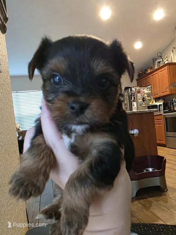 Rocky, a male Yorkshire Terrier for sale in Spring Hill, FL – Photo 1 of 8
