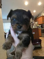 Rocky, a male Yorkshire Terrier for sale in Spring Hill, FL – Photo 1 of 8